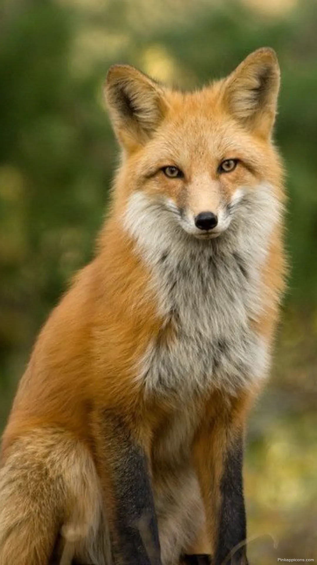 Majestic red fox wallpaper a stunning portrait of a wild animal for your phones screen Majestic red fox wallpaper, a stunning portrait of a wild animal for your phone’s screen.
