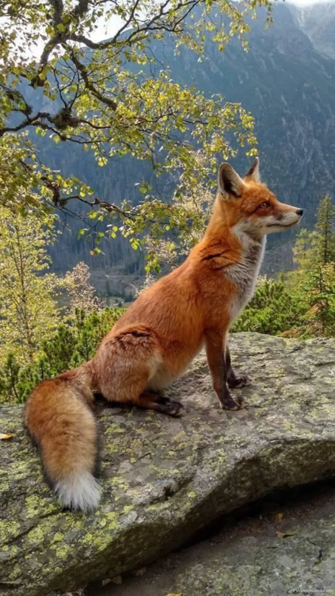 Majestic red fox wallpaper overlooking a scenic mountain valley a beautiful phone wallpaper Majestic red fox wallpaper overlooking a scenic mountain valley, a beautiful phone wallpaper.
