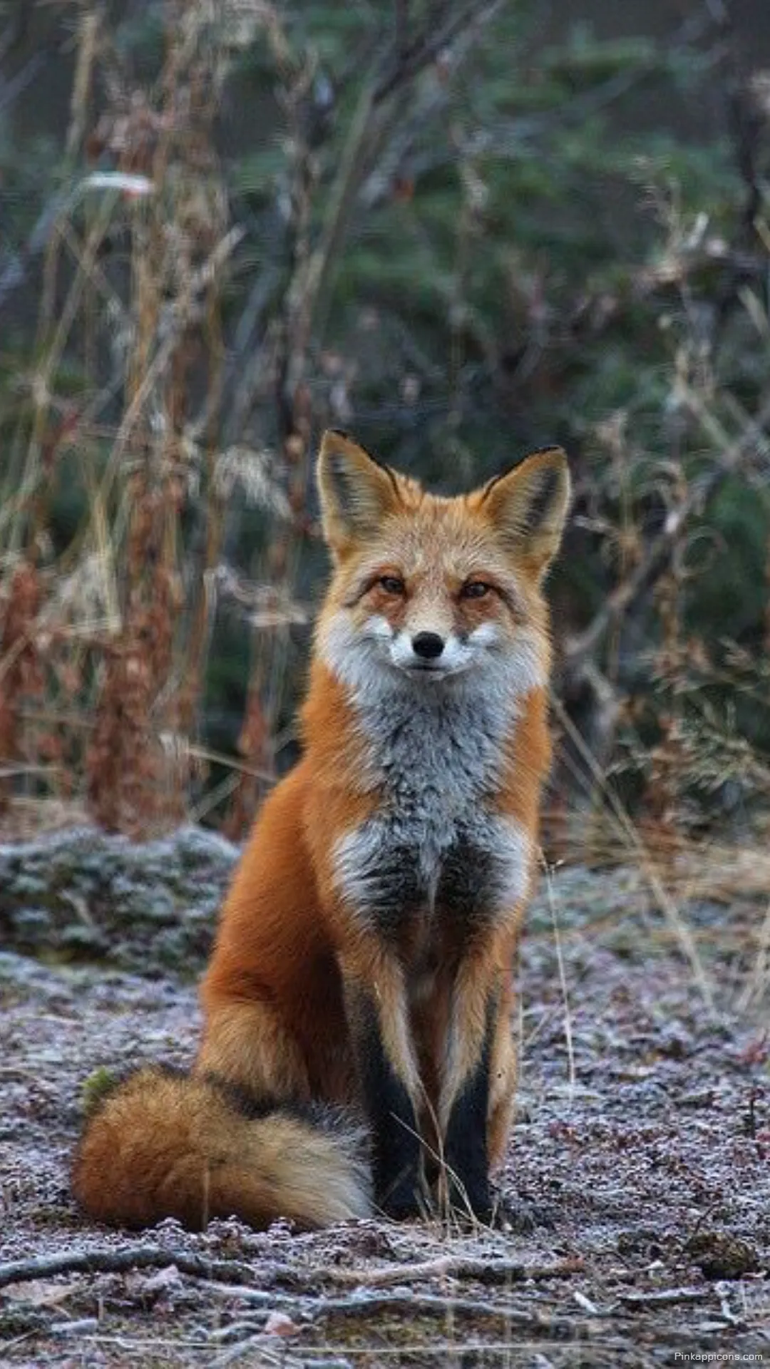 Majestic red fox wallpaper sitting in a frosty forest a stunning wildlife phone background Majestic red fox wallpaper sitting in a frosty forest, a stunning wildlife phone background.