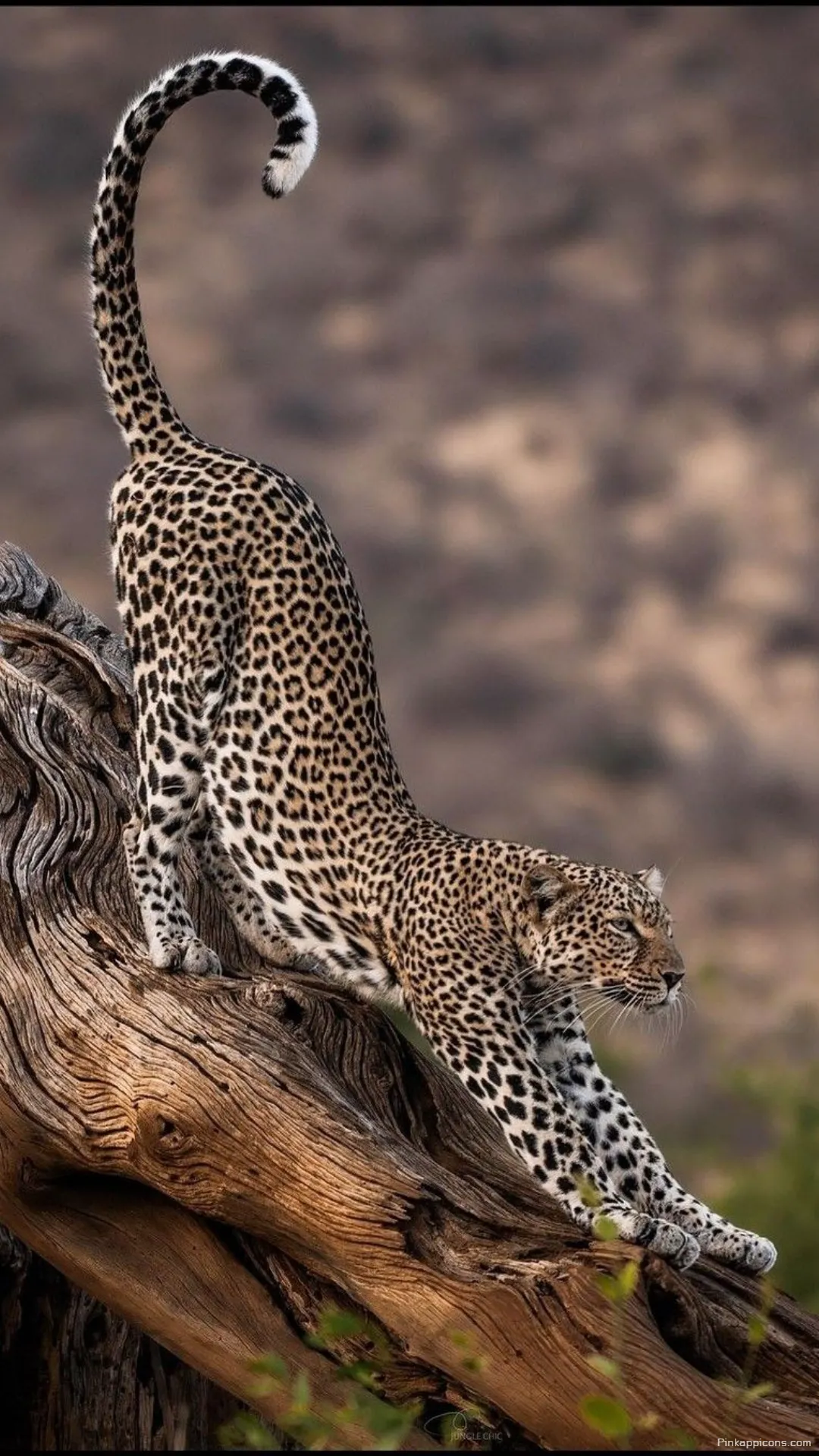 Majestic tree climbing beauty an exquisite cheetah wallpaper showcasing a flexible wild cat perfect for phones Majestic tree-climbing beauty an exquisite cheetah wallpaper showcasing a flexible wild cat, perfect for phones
