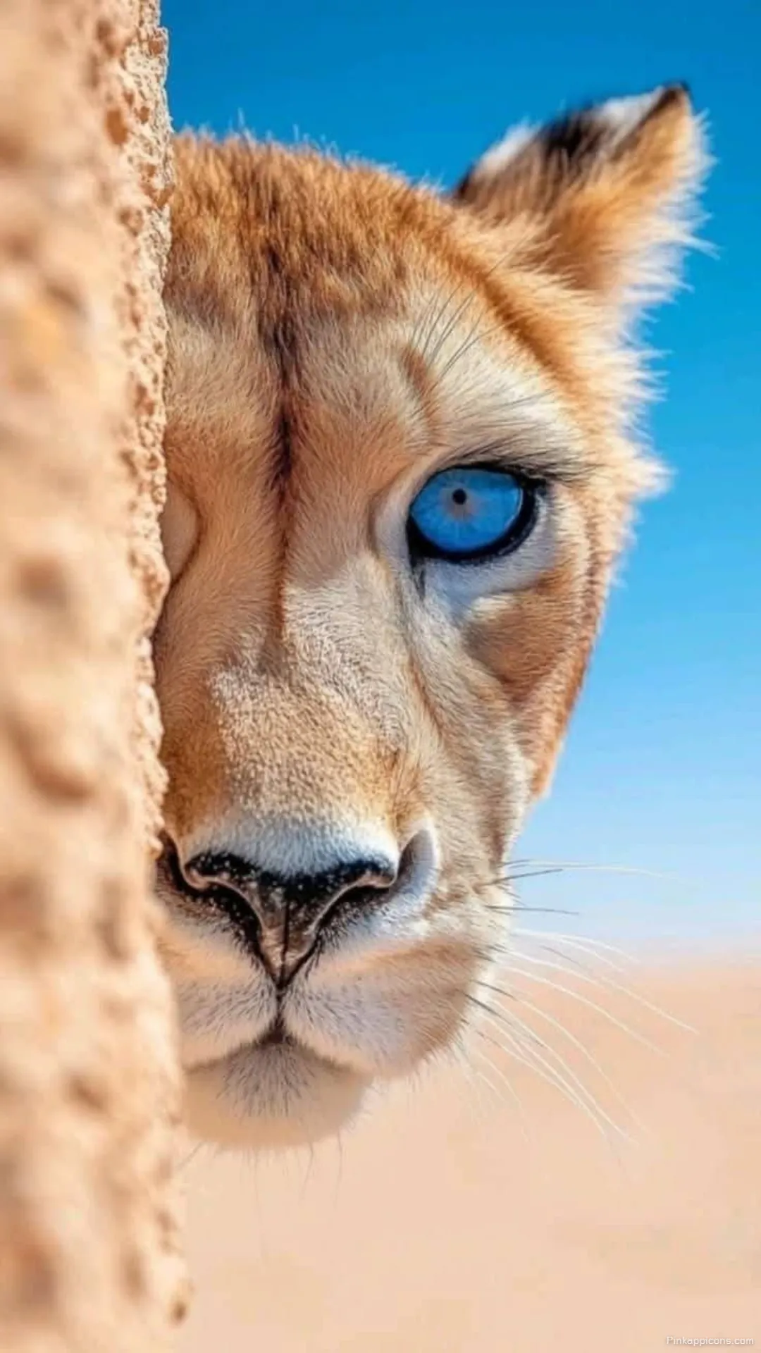 Mysterious wild cat with a vivid blue eye discover this captivating cheetah wallpaper against a clear sky for phones Mysterious wild cat with a vivid blue eye, discover this captivating cheetah wallpaper against a clear sky for phones