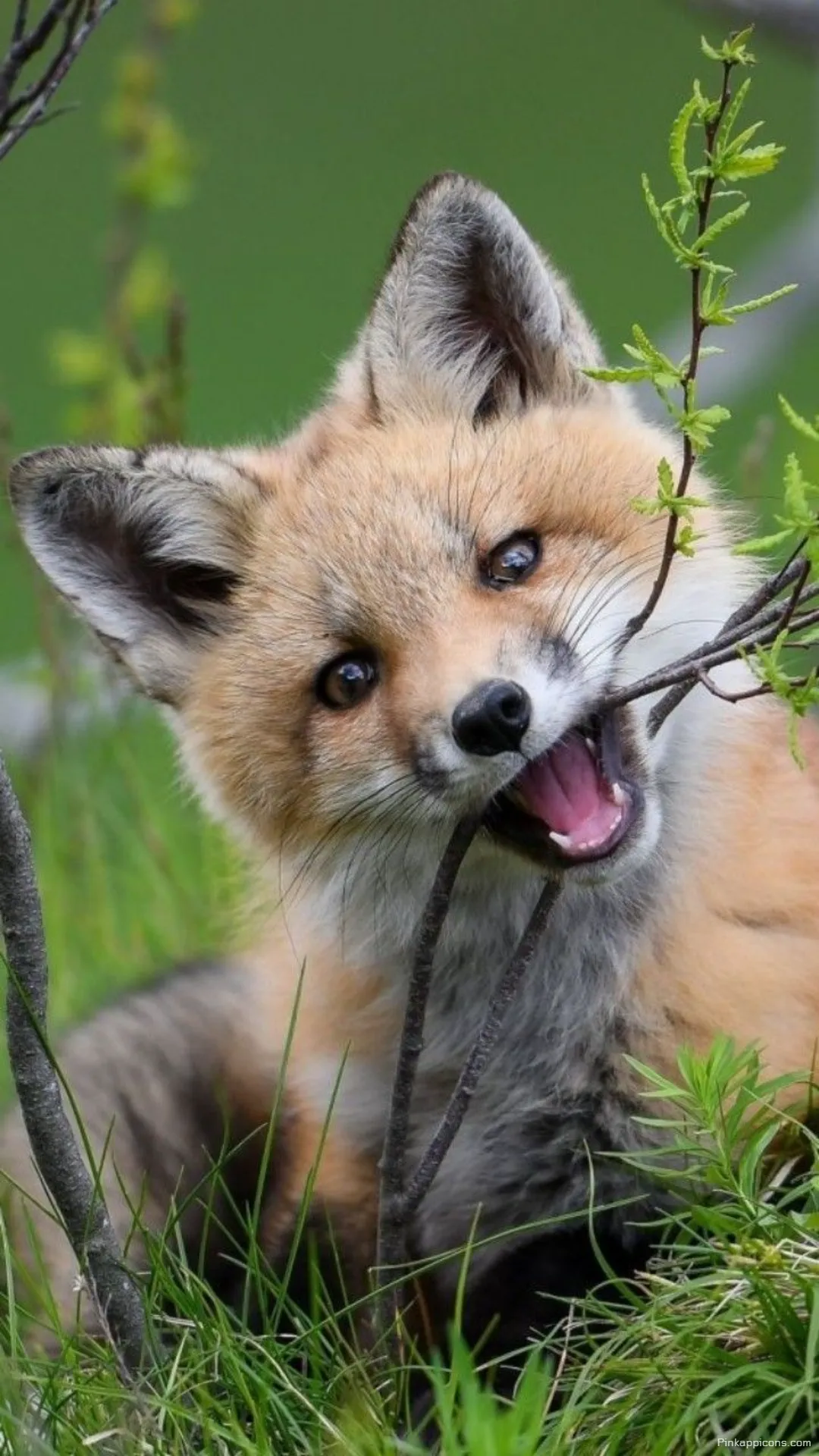 Playful baby fox wallpaper chewing on a branch an adorable wildlife phone wallpaper Playful baby fox wallpaper chewing on a branch, an adorable wildlife phone wallpaper.