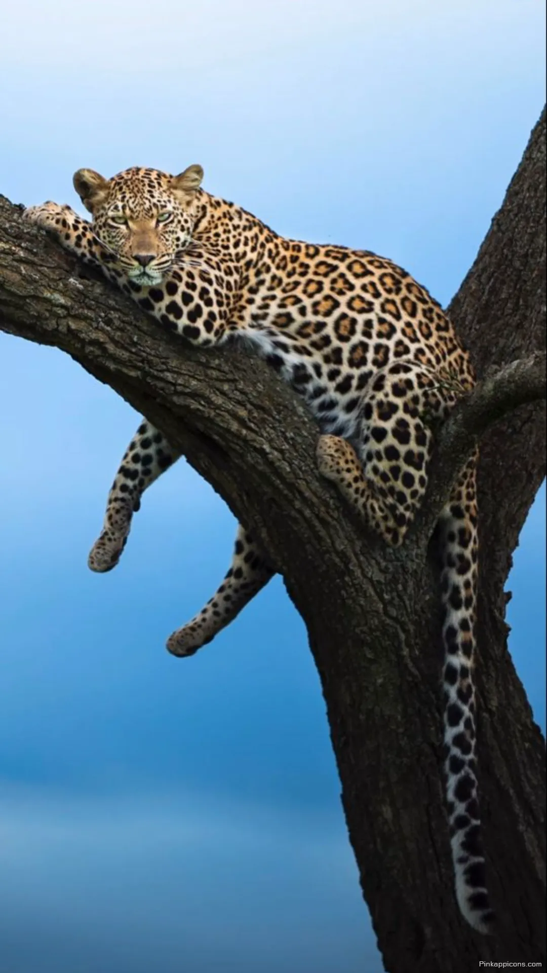 Serene cheetah wallpaper spotted feline relaxing in the branches perfect for your mobile phone display Serene cheetah wallpaper spotted feline relaxing in the branches, perfect for your mobile phone display