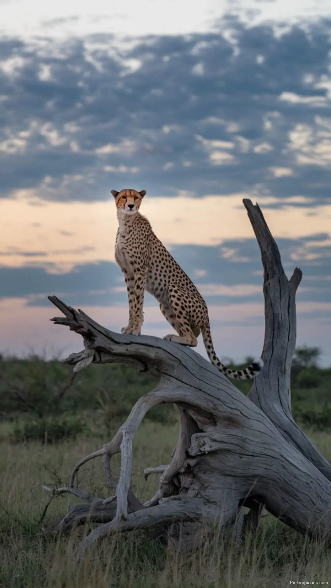 Witness the wilds elegance a captivating cheetah wallpaper on a tree stump against a dramatic sky ideal for phone screens Witness the wild’s elegance a captivating cheetah wallpaper on a tree stump against a dramatic sky, ideal for phone screens
